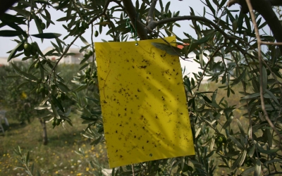 Praćenje pojave maslinine muhe (Bactrocera olea)