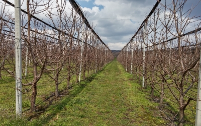 Zimska zaštita voćaka i vinove loze
